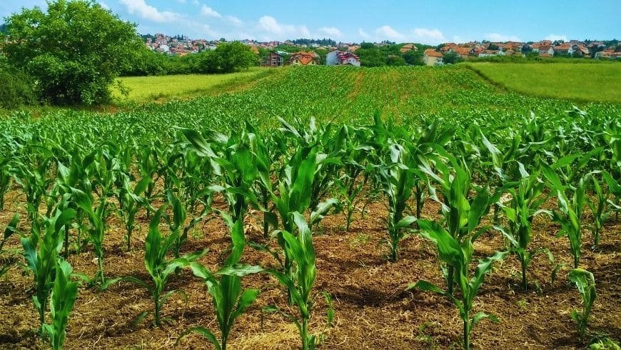 Tarımda Sürdürülebilirlik Nasıl Sağlanır?